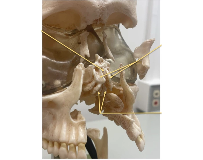 Exploded Skull: Ethmoid Bone Features Quiz
