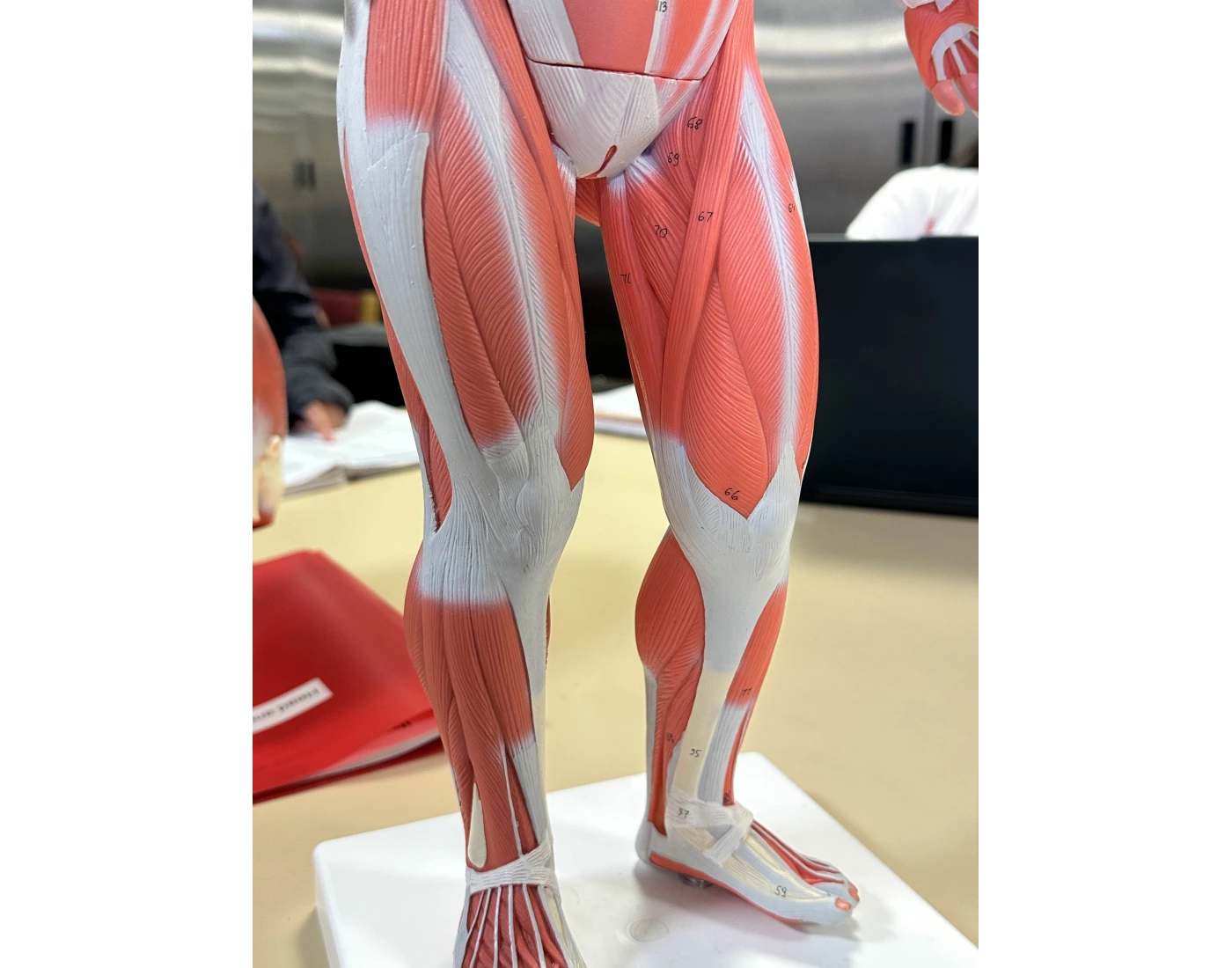 Small Muscle Lab Model lab muscle model 3 Quiz
