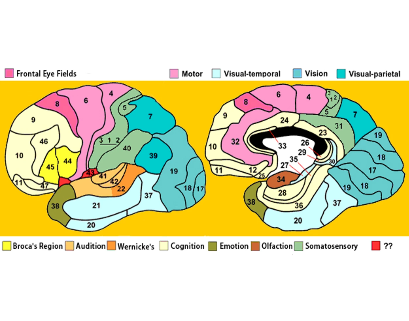 Brodmann areas/functions Quiz