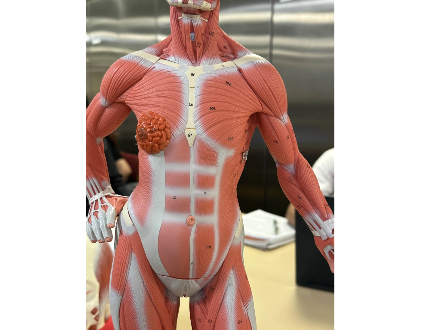 Muscle Lab Model lab muscle model 2 Quiz