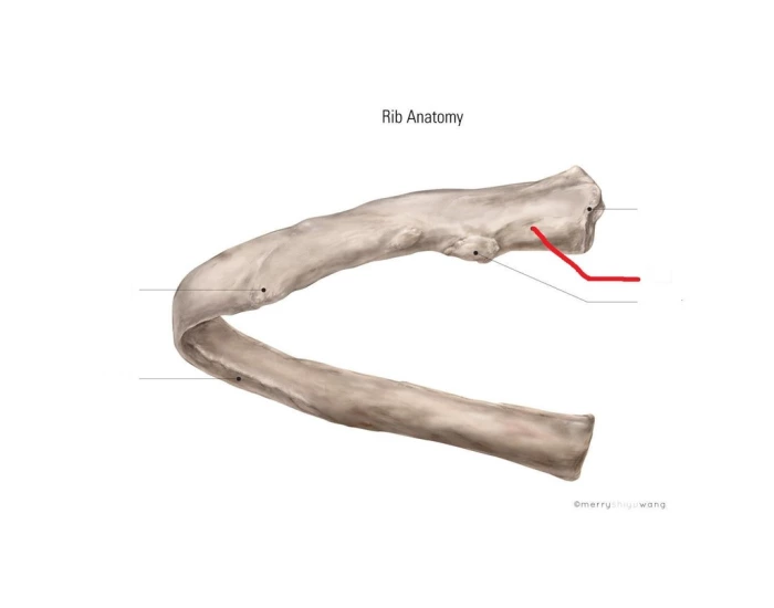 Rib Labeling A&P Unit 2 — Printable Worksheet