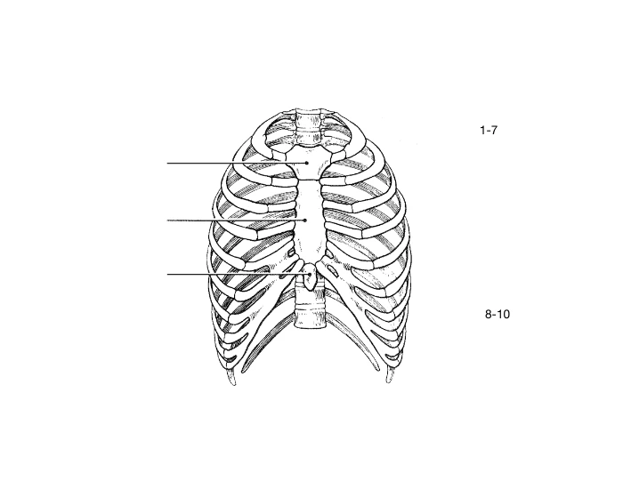 Sternum and Ribs Labeling — Printable Worksheet