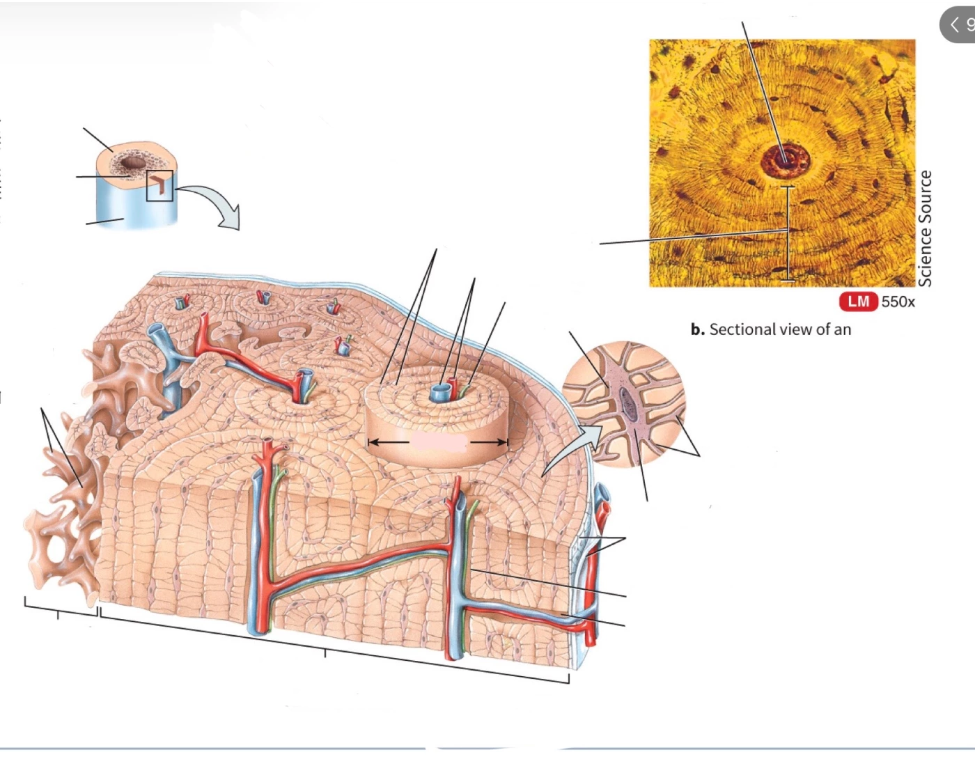 Label the Bone Quiz