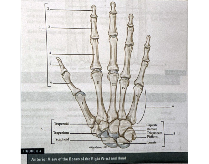 Right Risk Hand Anterior View of Right Wrist & Hand Quiz