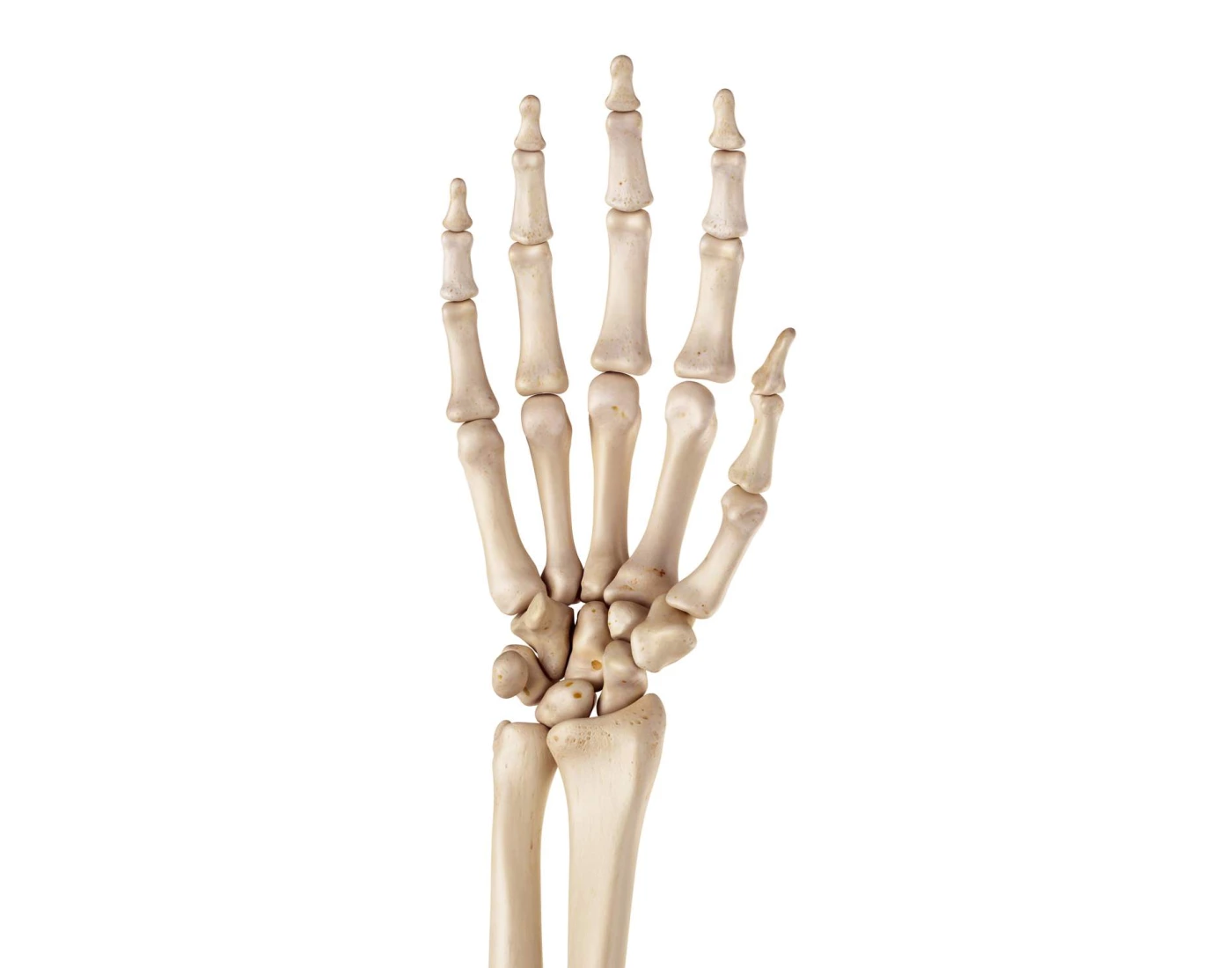 Upper Extremity - Bone Anatomy Hand Quiz