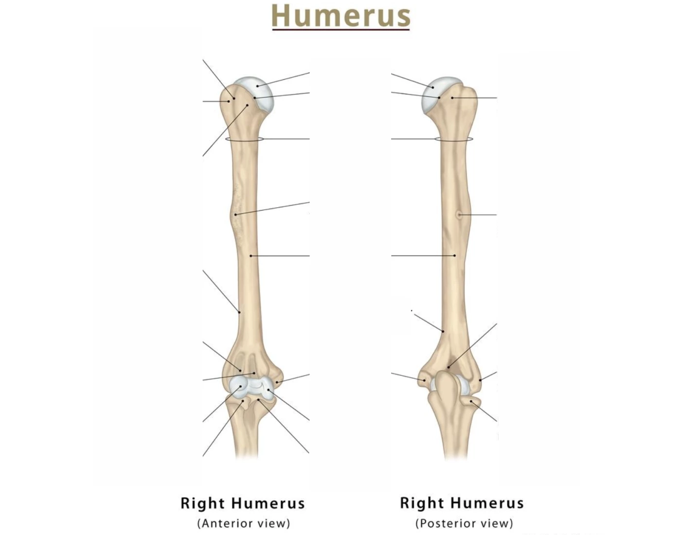 Humerus plus humeroradial and humeroulnar artics Quiz