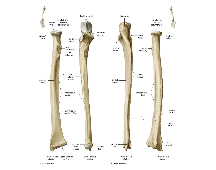 Labeling Ulna and Radius — Printable Worksheet