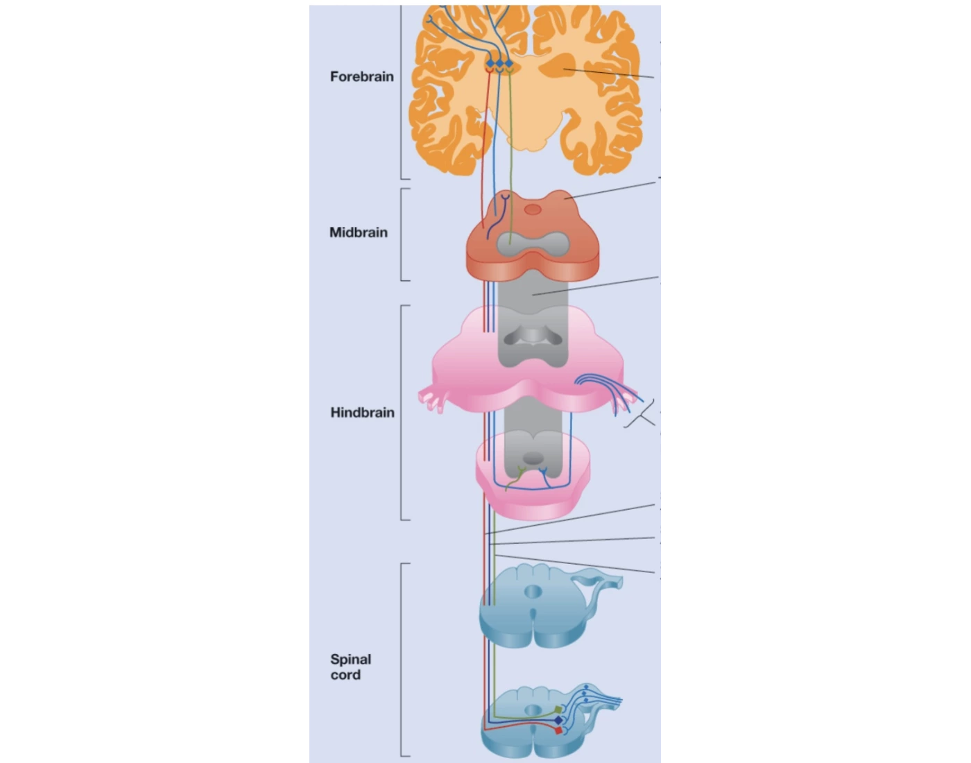 Laterax System antereolateral system Quiz