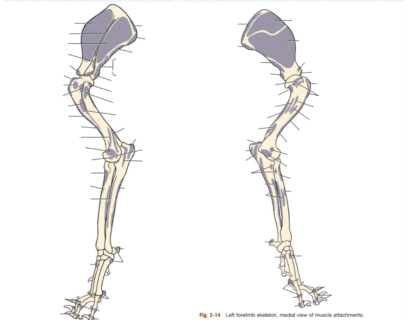 Forelimb Varus Forelimb attatchments Quiz