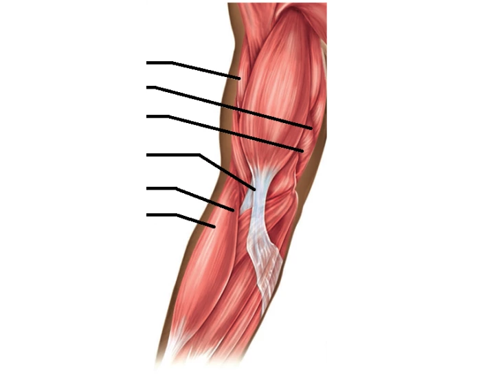 muscles of elbow p2 Quiz