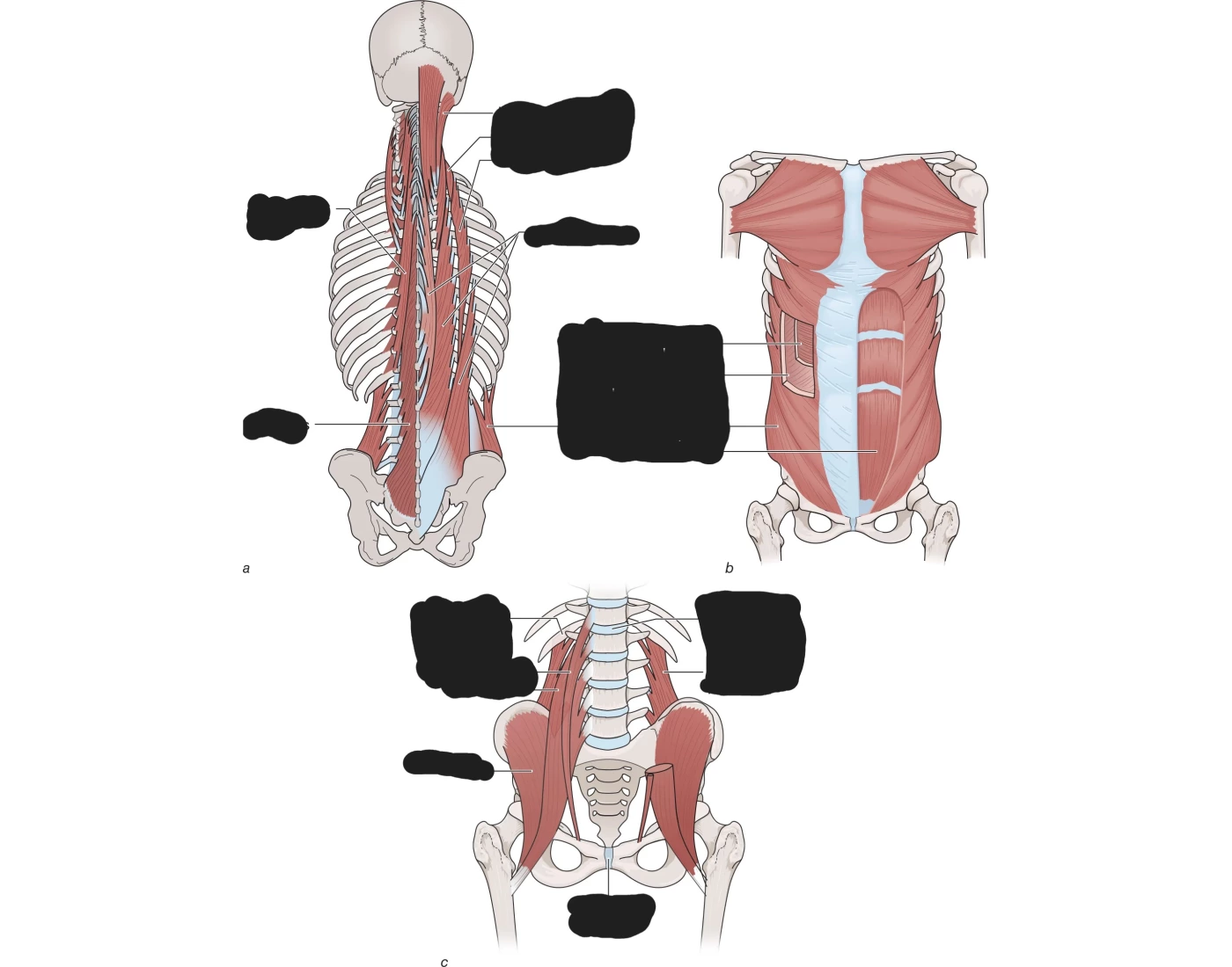 Core Muscles Matching Core muscles — Printable Worksheet