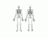 ASV Bones: Skeleton