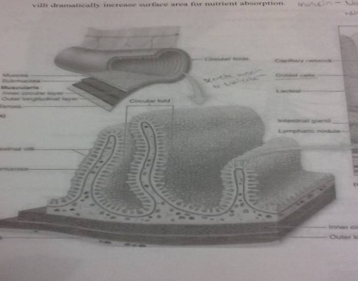 Talitis Histology of the Small Intestines — Printable Worksheet