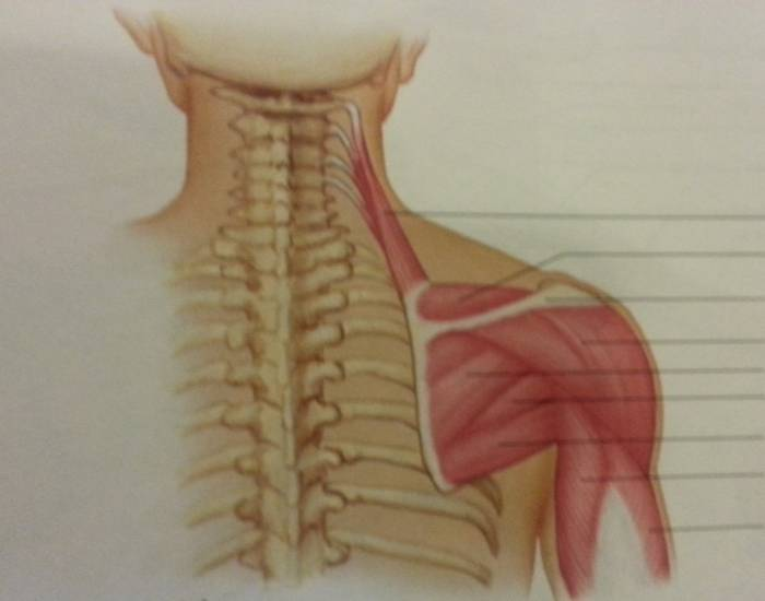 Shoulder Muscles Quiz