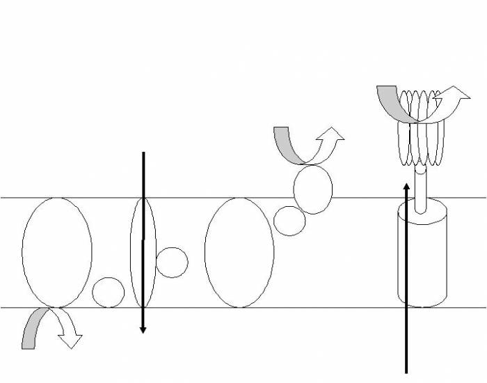 Light Rxns Flowchart the light-dependent rxns in the membrane (BIO) Quiz