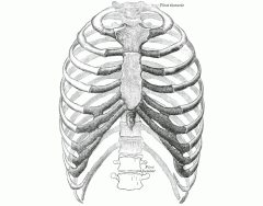Bones of the Ribs and Sternum