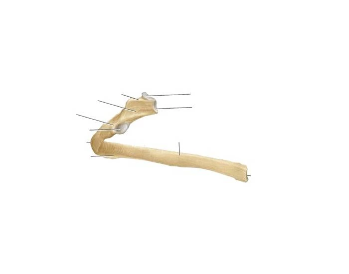 parts of a rib — Printable Worksheet