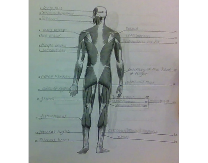 labeling muscular system (back) Quiz