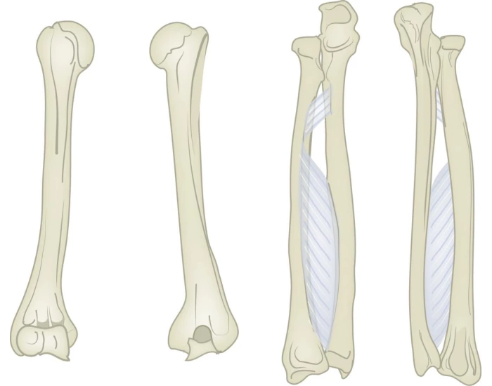 right radius, ulna, humerus labeling — Printable Worksheet