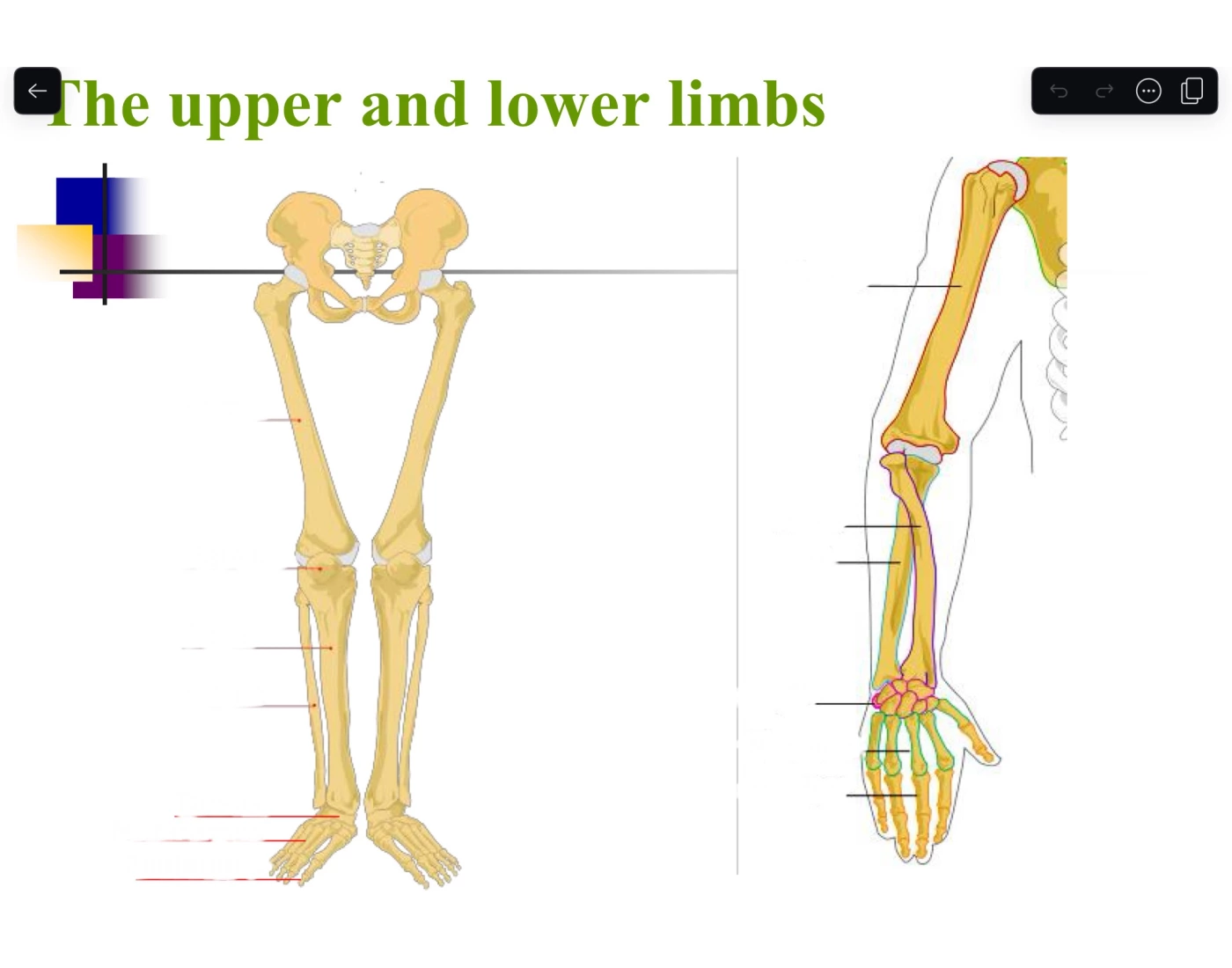 Good Limbs Upper & Lower Limbs Quiz