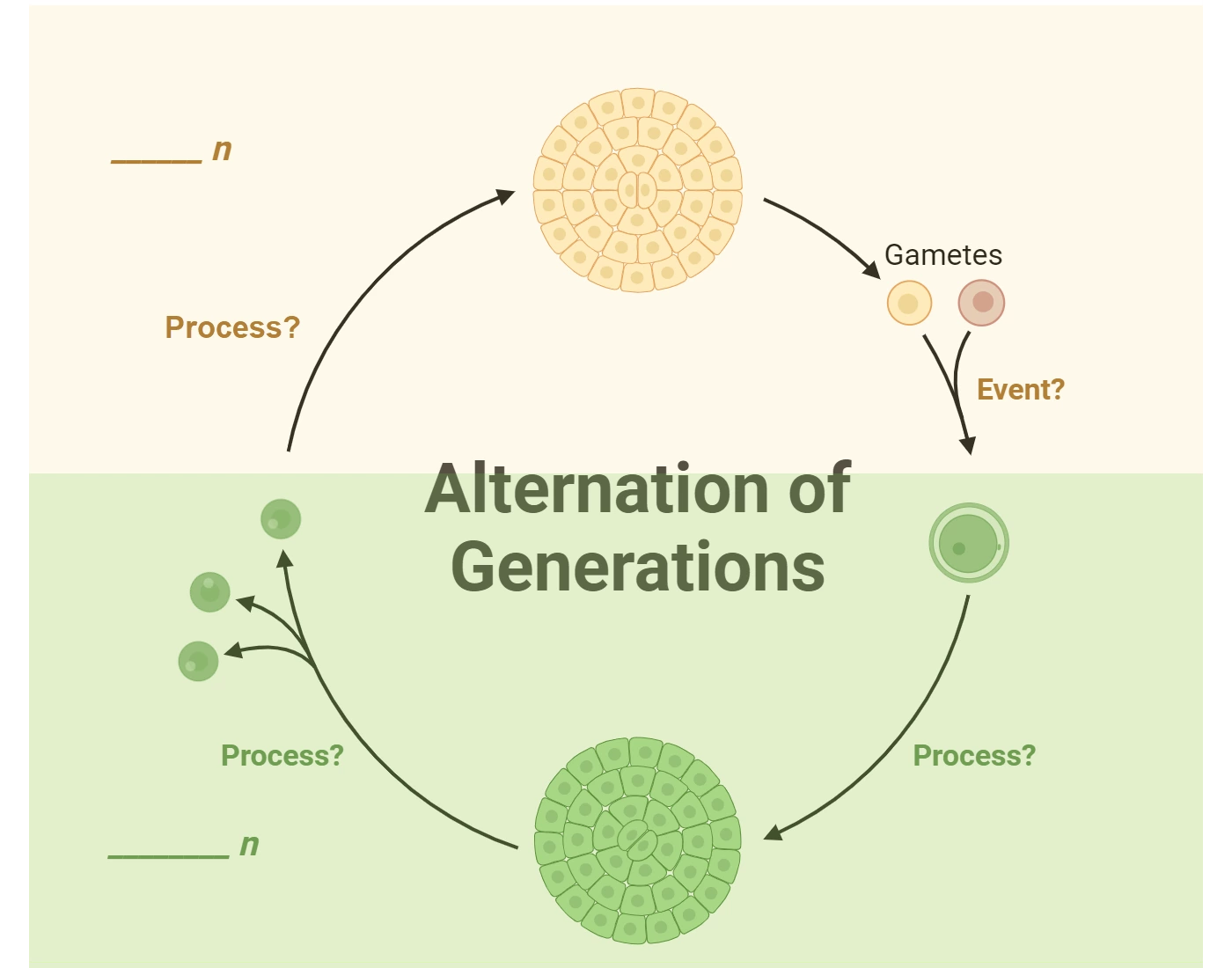 Exploring Alternative Generations Alternation of Generations Harder Quiz