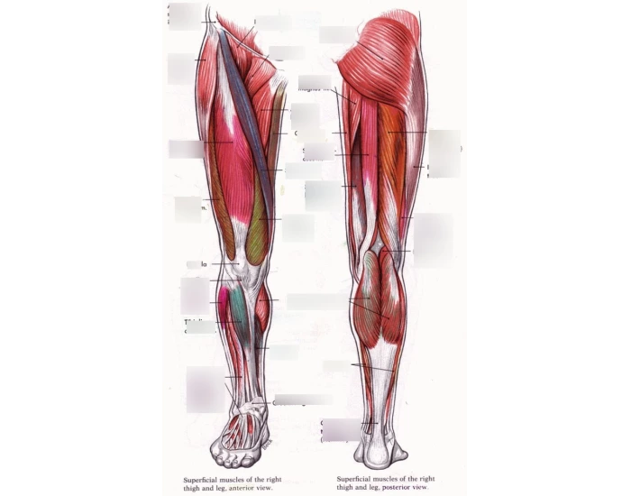Hamstring and Quadriceps Muscle Groups — Printable Worksheet