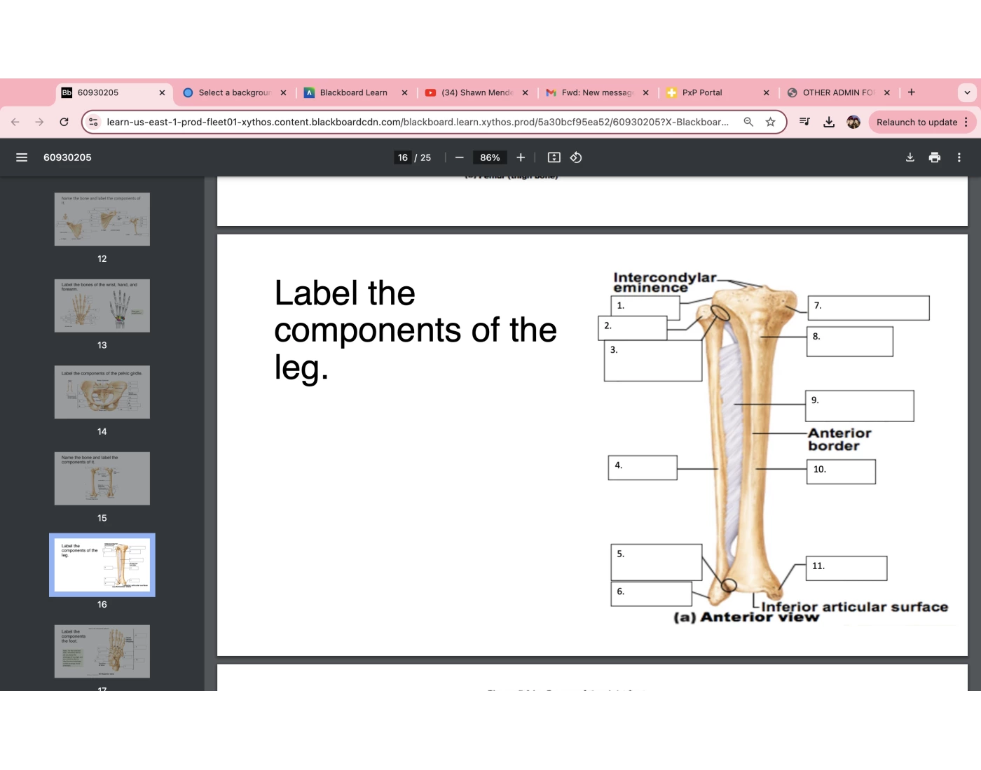 leg bone Quiz