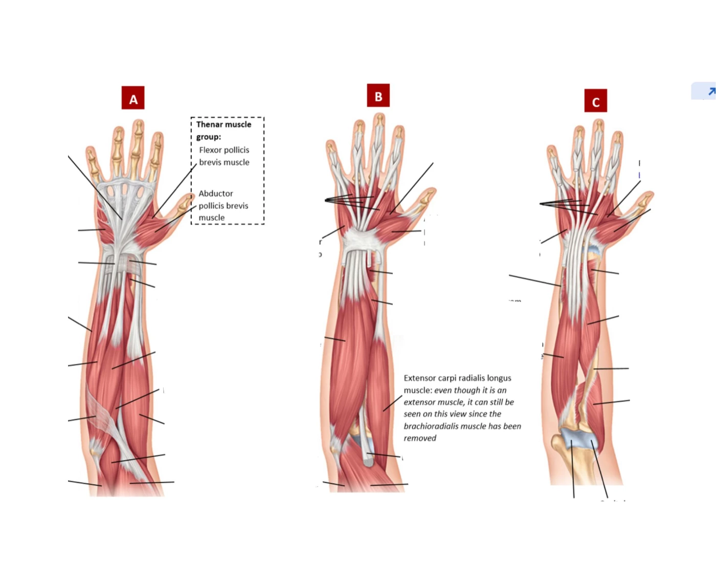 Pr Muscle muscle pt 5 Quiz