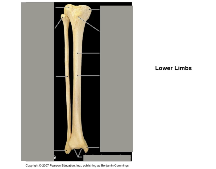 Anterior Tibia and Fibula Anatomy — Printable Worksheet