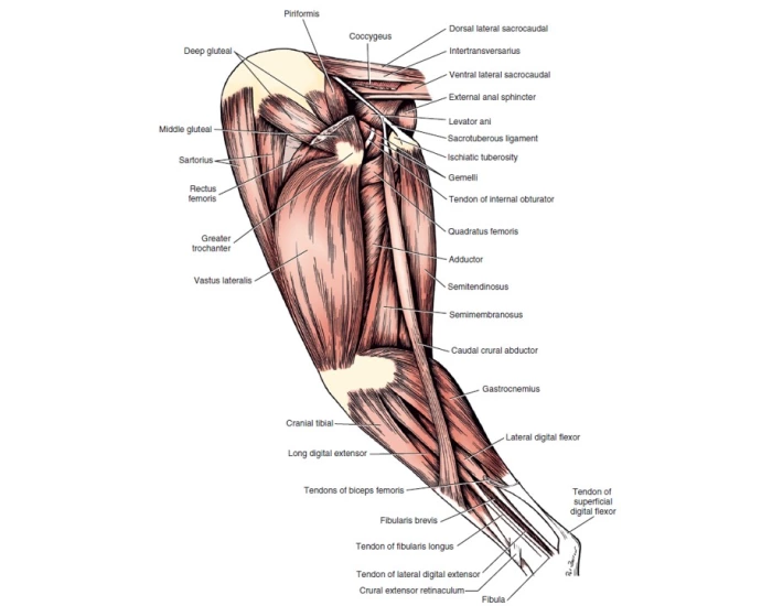 lateral nerves by muscle inervation pelvic limbdog Quiz
