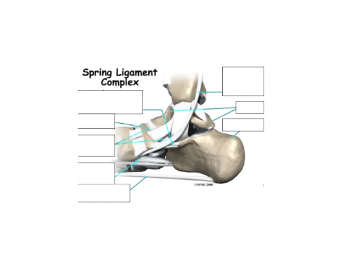 Spring Complex Ankle spring ligament complex foot stuff Quiz