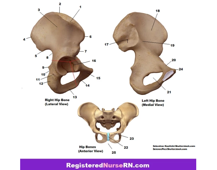 Ischus Ischius, Pubis, and ilium Quiz