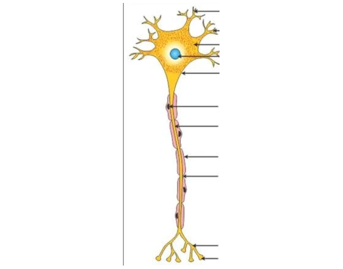 The Neuron Model — Printable Worksheet