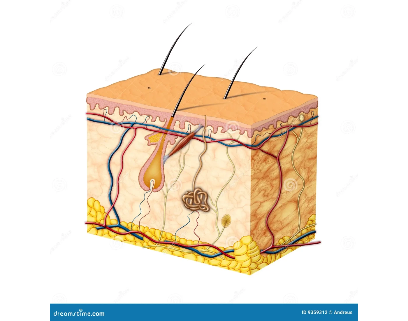 Integumentary System Skin Model Printable Worksheet