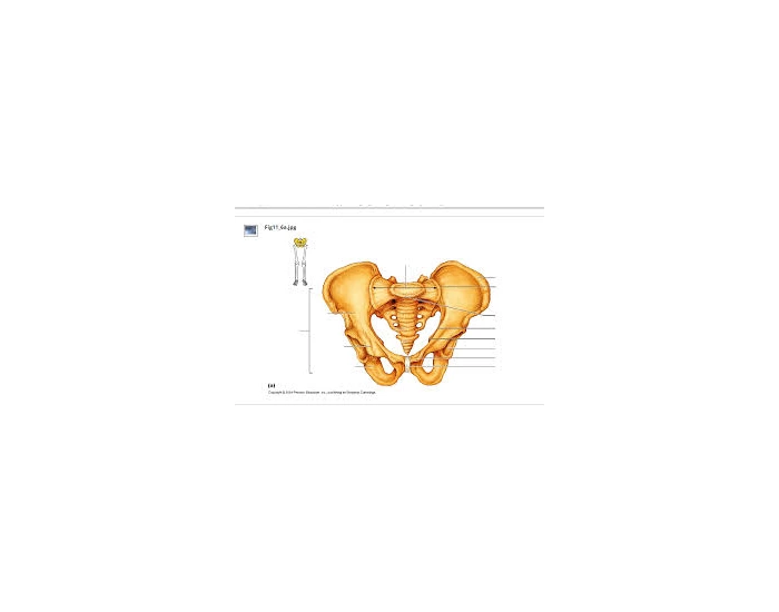 PELVIC GIRDLE Printable Worksheet