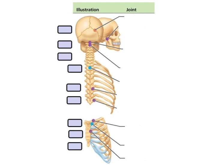 Axile Labels Axial Joint Labels Quiz
