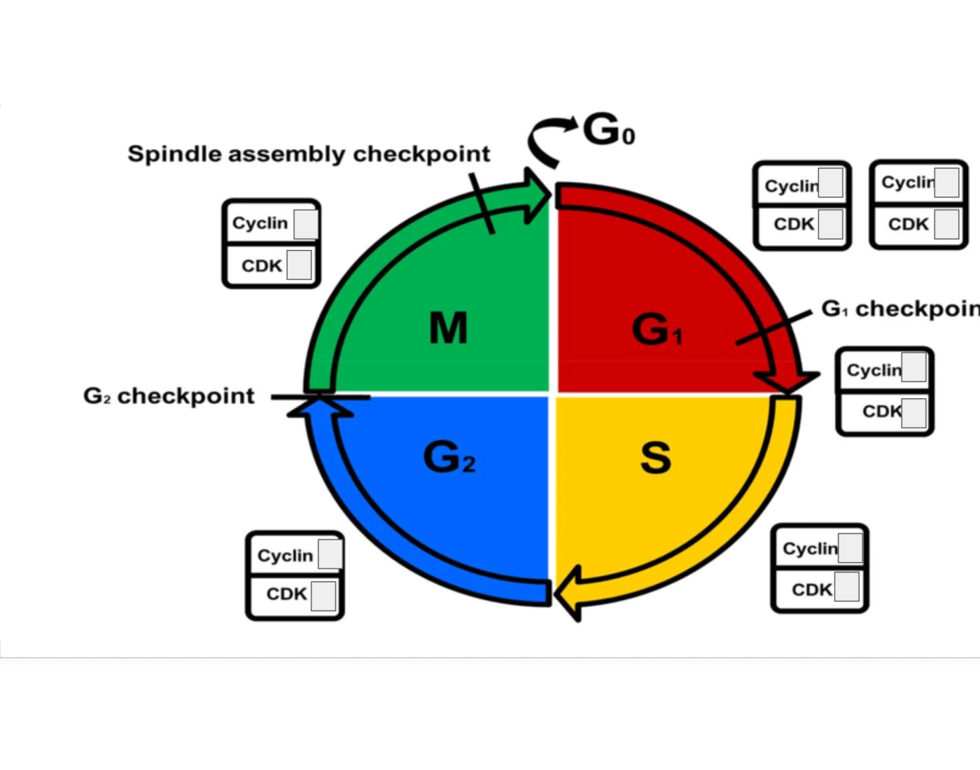 cyclins & cdks of the cell cycle — Printable Worksheet
