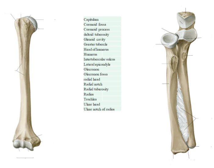 Radius With Labels Humerus, Radius, and Ulna Labels — Printable Worksheet