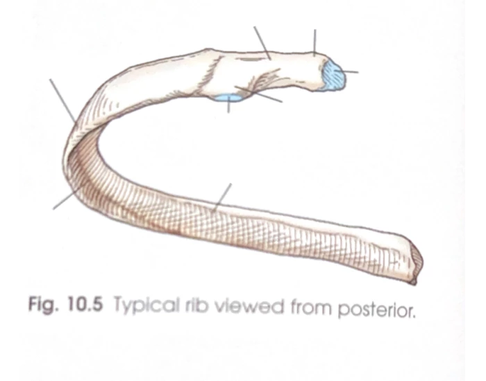 'Typical rib viewed from posterior Quiz