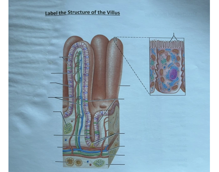 Villud Structure of the Villus Quiz