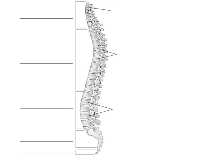 Label The Vertebral Column Printable Worksheet