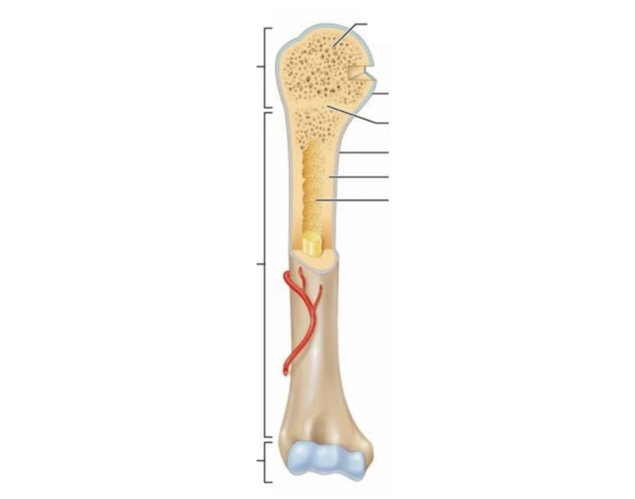 Long Bone Descriptions Quiz