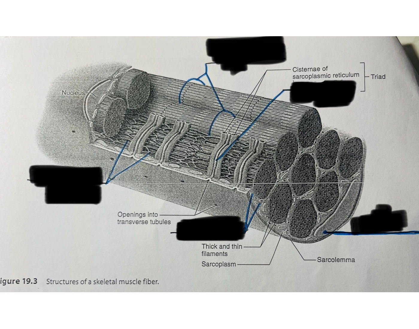 Muscle Fiber Model Fillable Label Worksheet.pdf Labeling the structures of a skeletal muscle fiber — Printable Worksheet