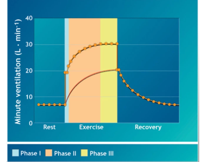 Ventilation Graph Human Ventilation during Exercise Graph Quiz