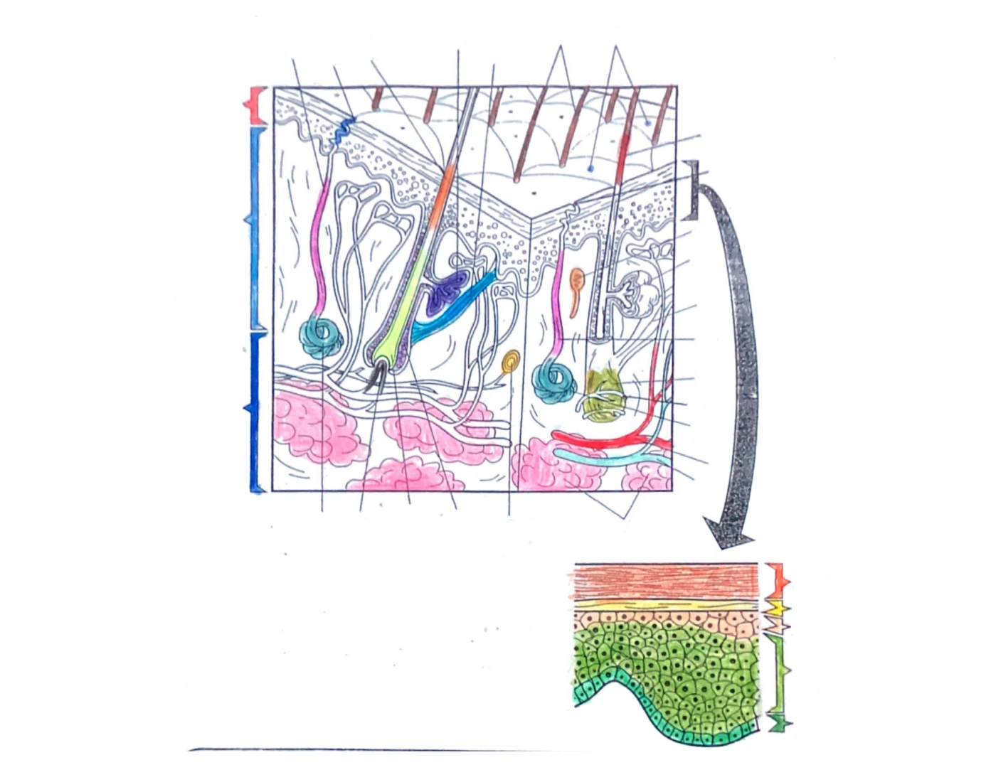 Labelling The Skin Printable Worksheet