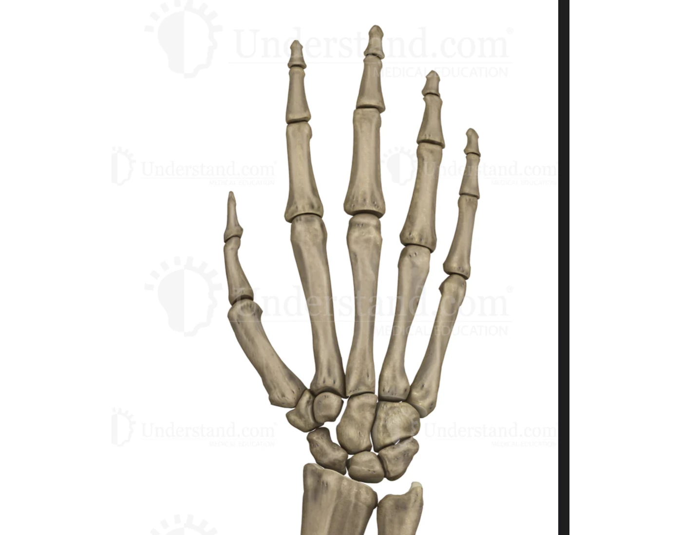 Hand Anatomy KSU Printable Worksheet Hand Anatomy KSU Printable Worksheet