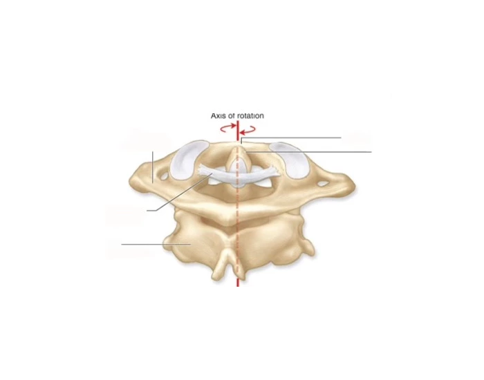 Anatomy of the atlas and axis Quiz