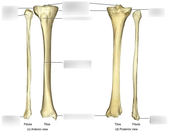 name the tibia and fibula — Printable Worksheet