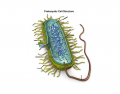 The Prokaryotic Cell (Bacteria)