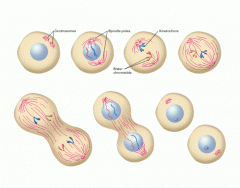 Cell Mitosis